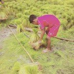 Rice farming in Thailand