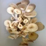 Mushroom farming in Thailand