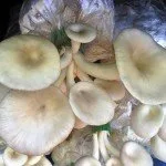 Mushroom farming in Thailand