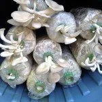 Mushroom farming in Thailand