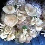 Mushroom farming in Thailand