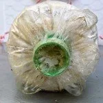 Mushroom farming in Thailand