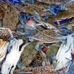 Koh Lan Seafood Market Discover Thailand