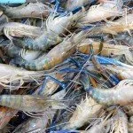 Koh Lan Seafood Market Discover Thailand