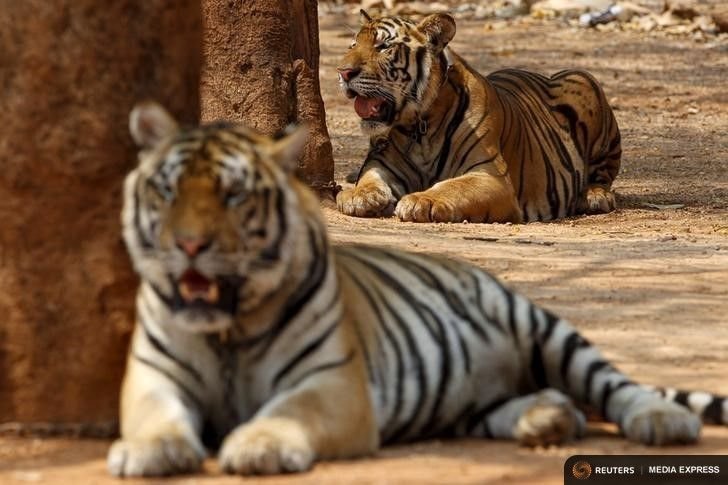 Tiger Temple gets the go ahead to build zoo