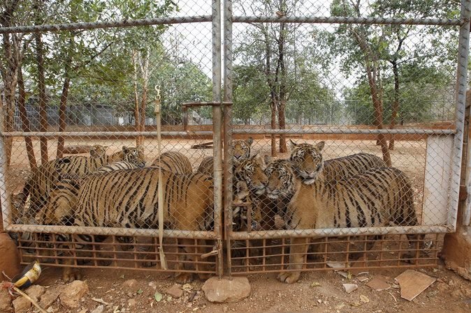 The final tigers have been removed from the Tiger Temple