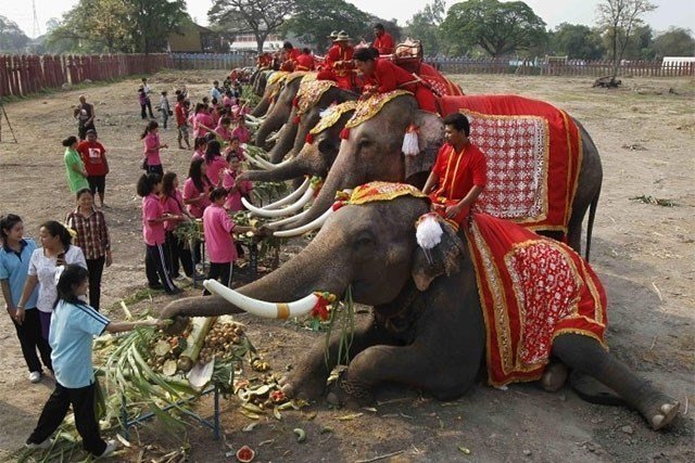 Thailand festivals Elephant Buffet