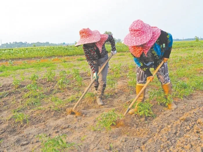 working in thailand
